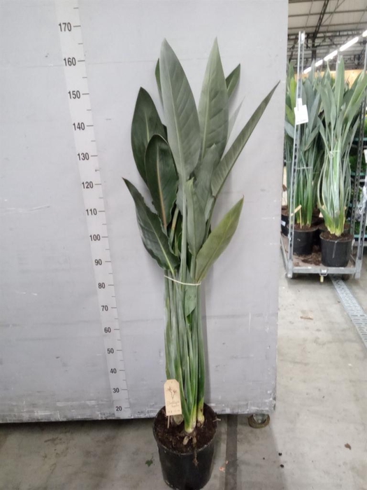 <h4>Strelitzia reg.</h4>