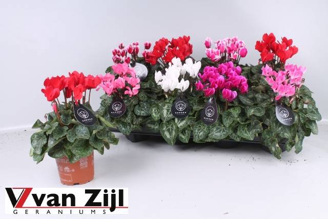 <h4>CYCL KL GARDEN</h4>