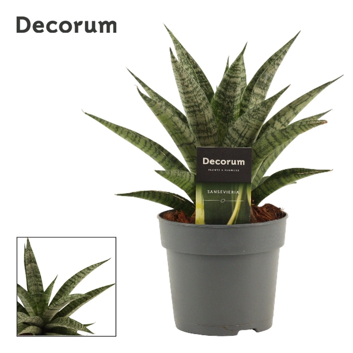 Sansevieria Pattaya Crown 12 cm (Decorum)