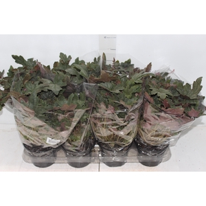 HEUCHERA P14 VARIADO