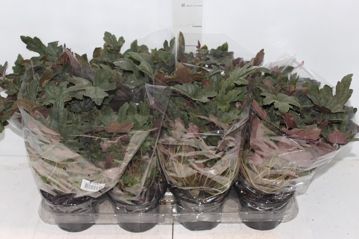 <h4>HEUCHERA P14 VARIADO</h4>