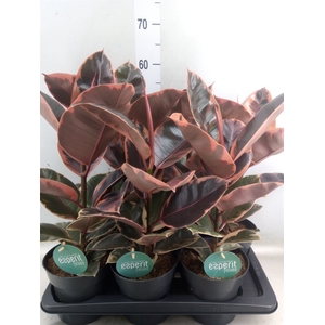 Ficus elastica 'Belize'