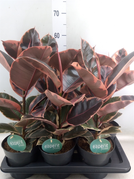 <h4>Ficus elastica 'Belize'</h4>