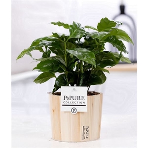 Coffea Arabica in P&PURE Wood pot 5