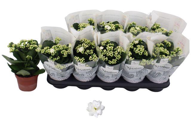 <h4>Kal Ge Don Dione</h4>