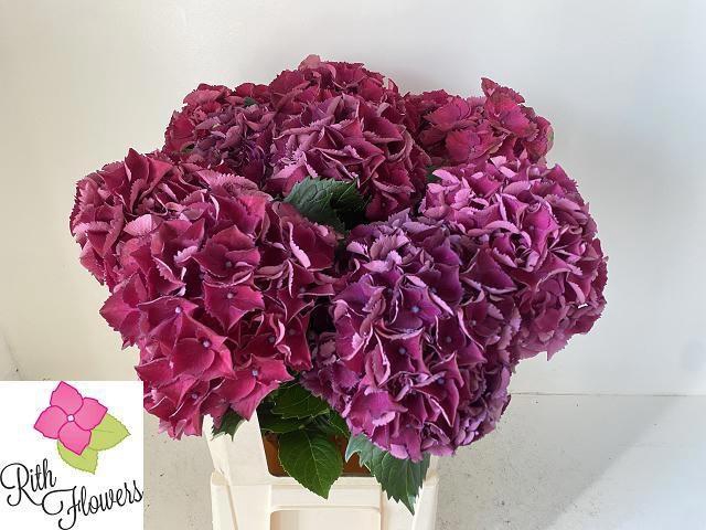 <h4>HYDR M ROYAL KING</h4>