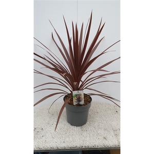 Cordyline australis 