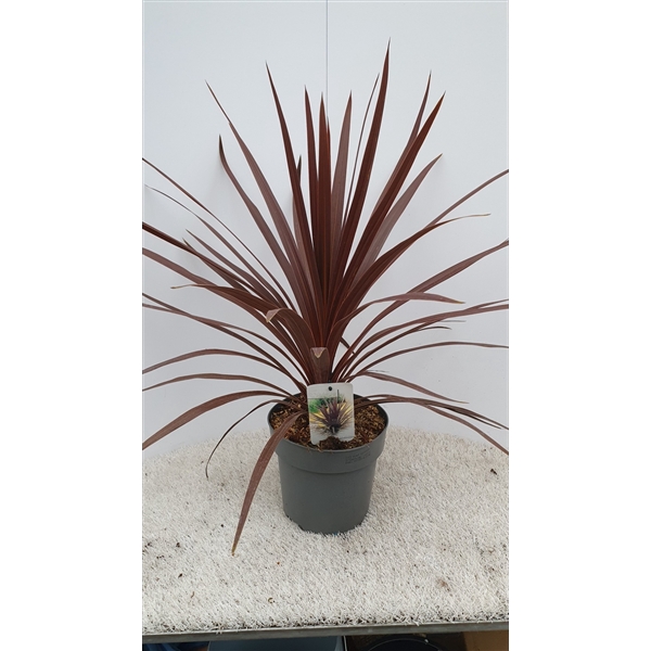 <h4>Cordyline australis "Red Star"</h4>