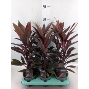 Cordyline fruti. 'Tango'