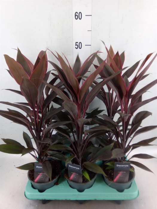 <h4>Cordyline fruti. 'Tango'</h4>