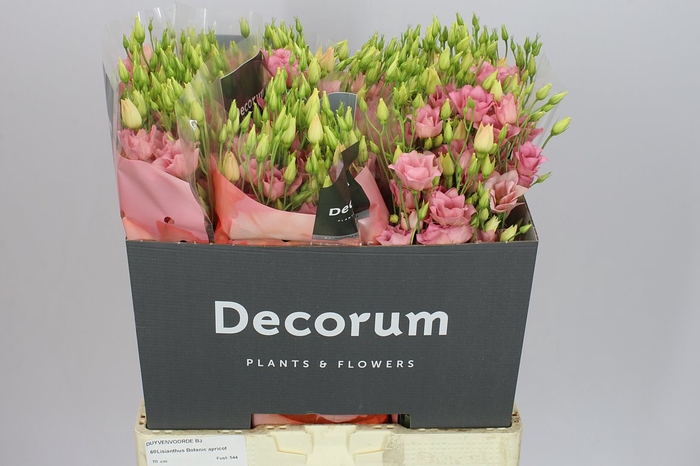 <h4>Eust En Botanic Apricot</h4>