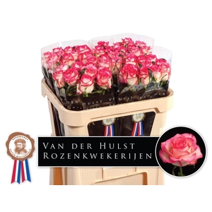 R Gr Jumilia Dutch Hulst