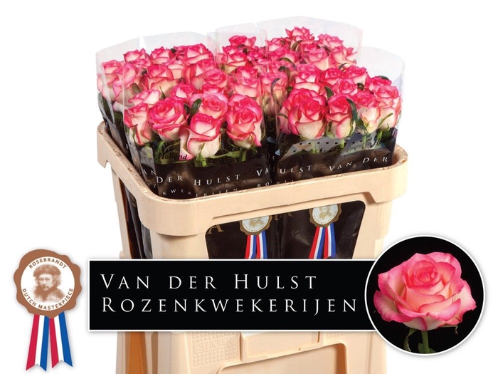 <h4>R Gr Jumilia Dutch Hulst</h4>