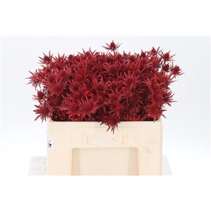 Eryngium Dyed Red