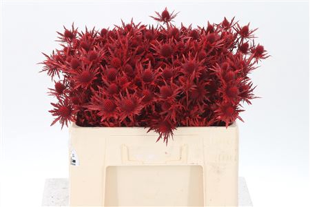 <h4>Eryngium Dyed Red</h4>