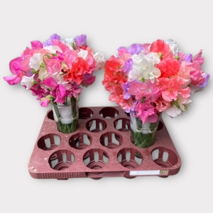 LATHYR ODORATUS GEM*