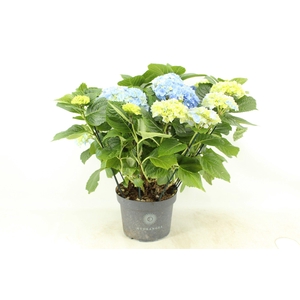 Hydrangea Hi River blue (Hortensia)