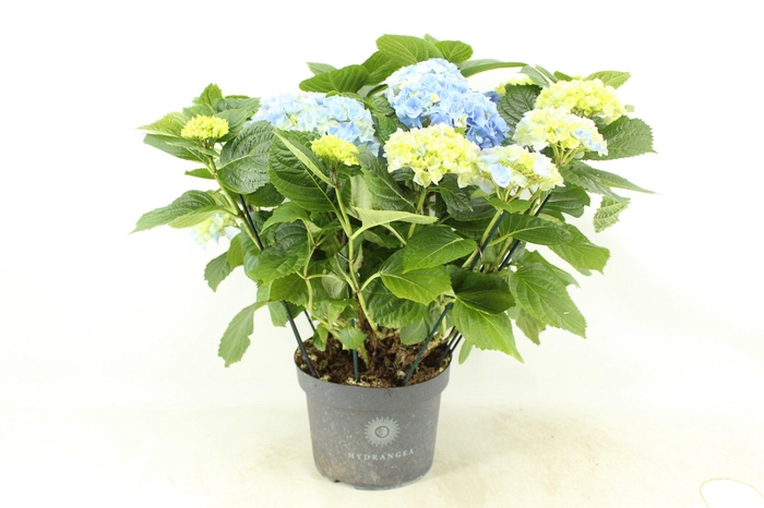 <h4>Hydrangea Hi River blue (Hortensia)</h4>