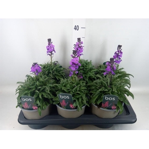 Erysimum linifolium