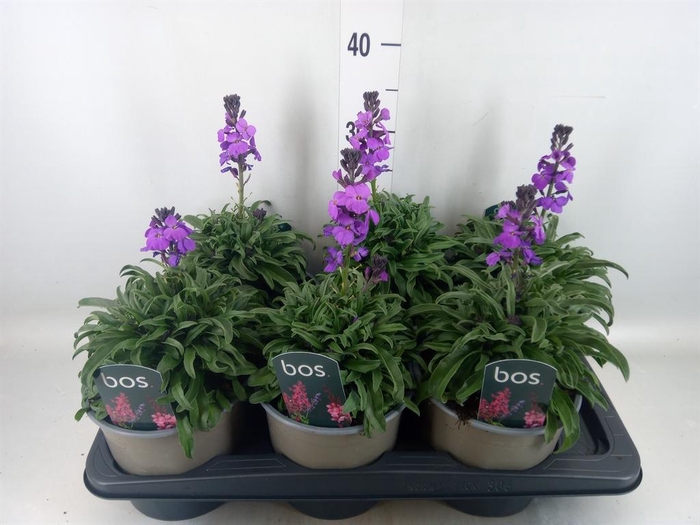 <h4>Erysimum linifolium</h4>