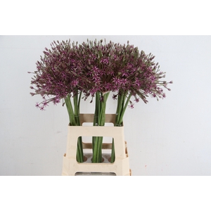 ALLIUM SPIDER