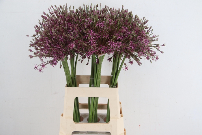 <h4>ALLIUM SPIDER</h4>