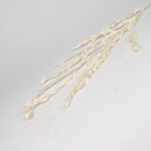 DF Fire Leaves Bleach Branched