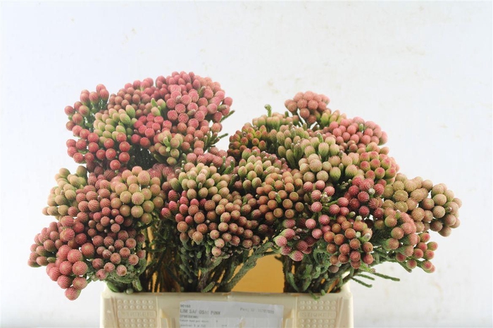 <h4>Kaaps Brunia La Red</h4>