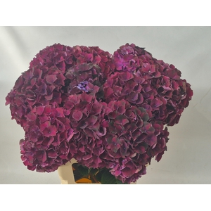 Hydr M Ruby Bordaux 65-20