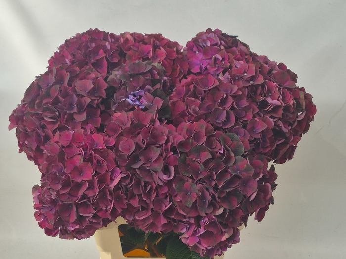 <h4>Hydr M Ruby Bordaux 65-20</h4>