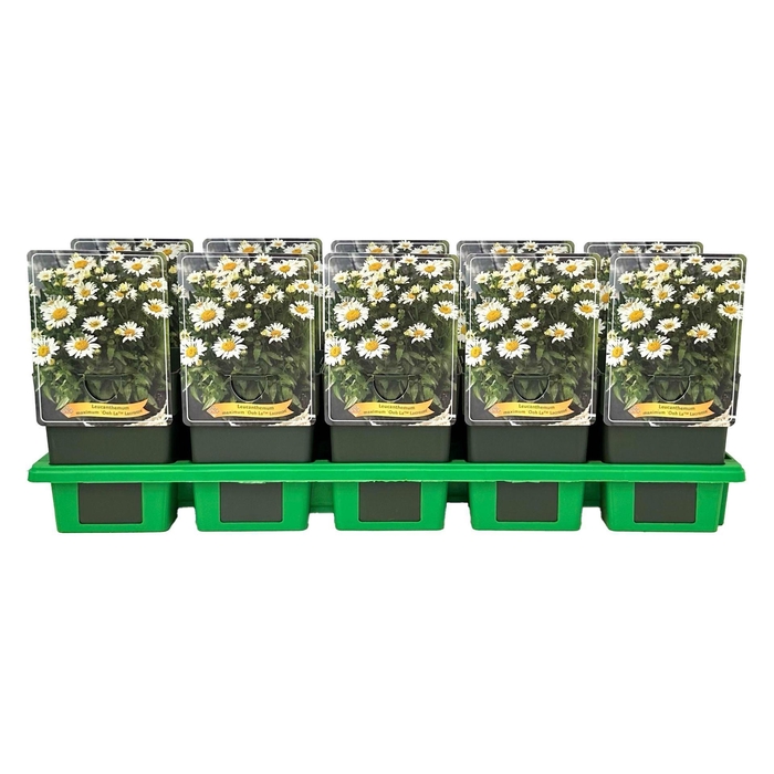 <h4>Leucanthemum maximum Lacrosse Wit</h4>
