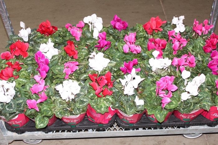 <h4>CYCLAMEN P14</h4>