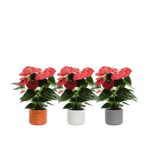 Anthurium Esudo in Katie ceramics