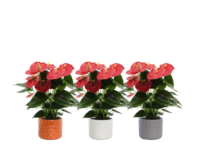 <h4>Anthurium 14 cm Esudo in Katie ceramics</h4>