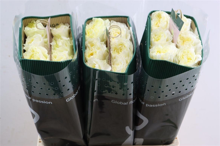 <h4>R Gr Creamy Kiss</h4>