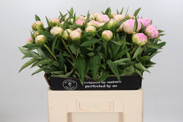 <h4>Paeonia Pink Giant</h4>