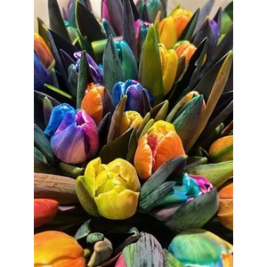 Tulp Rainbow