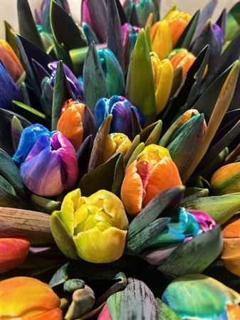 <h4>Tulp Rainbow</h4>