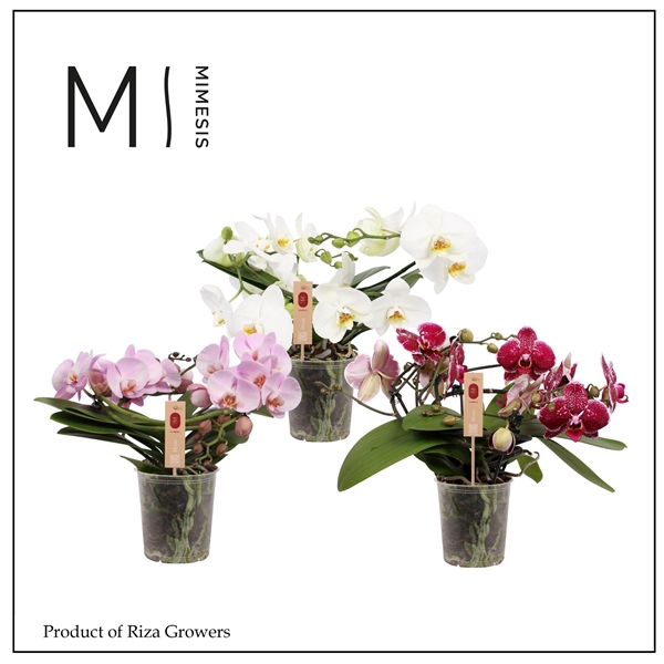 <h4>Mimesis Phal. Muse Mix - 25+ flowers 12cm</h4>