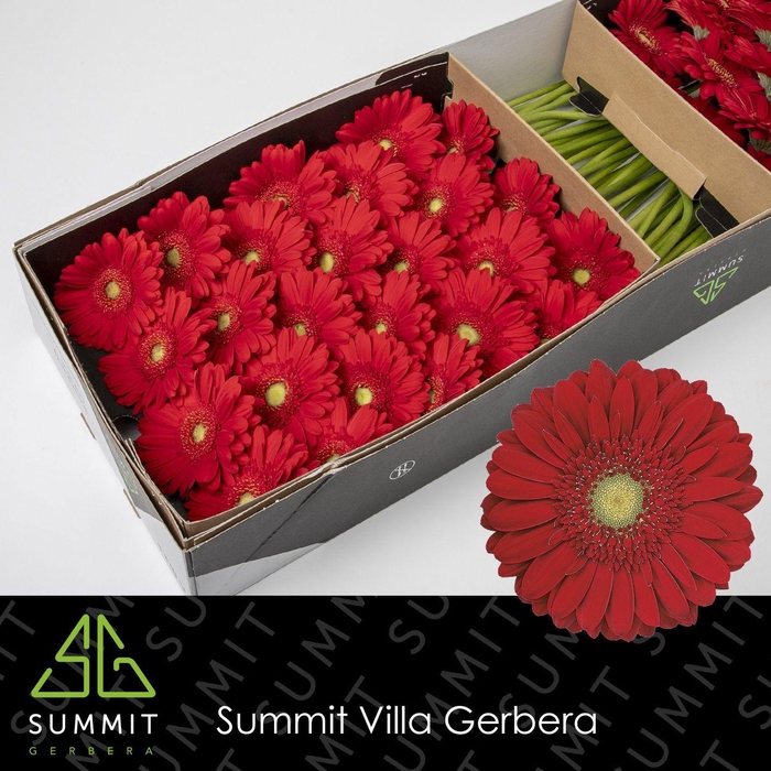 <h4>GE GR CARAMBOLE</h4>