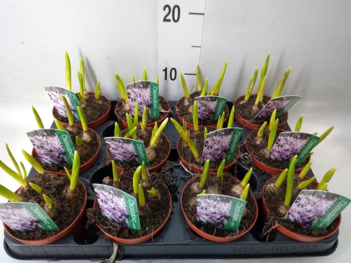 <h4>Chionodoxa   ...</h4>