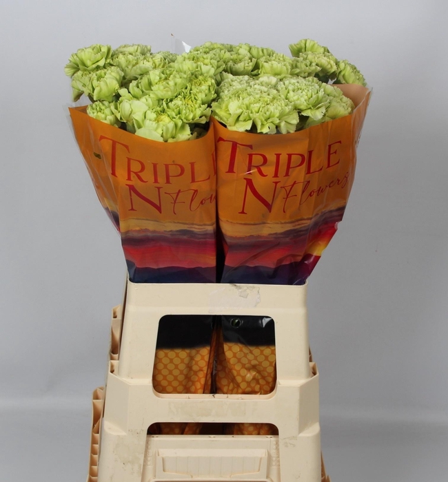 <h4>DI ST GREEN MARTY</h4>