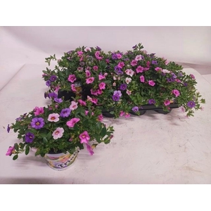 CALIB TRIOB P GEM PT