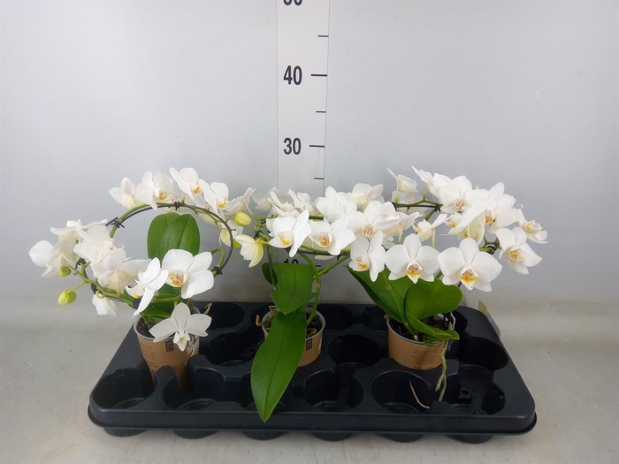<h4>Phalaenopsis multi.   ...white</h4>