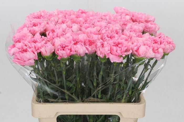 <h4>Dianthus St Chevin</h4>