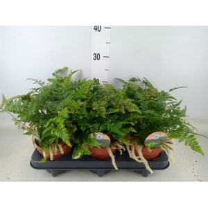 Humata griffithiana var. tyermannii