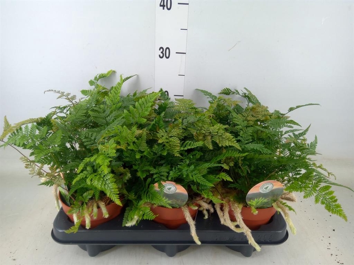 <h4>Humata griffithiana var. tyermannii</h4>