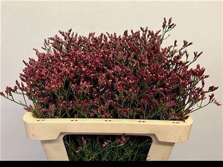 <h4>Lim Sin Scarlet Dia</h4>