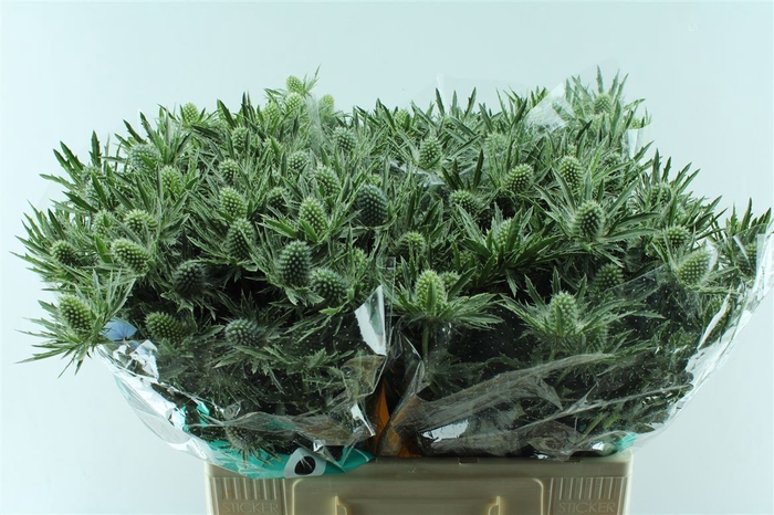 <h4>Eryngium Sirius Qstar</h4>