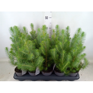 Pinus pinea 'Silver Crest'